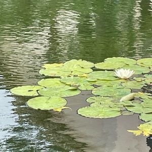 Meet your Posher, Etta